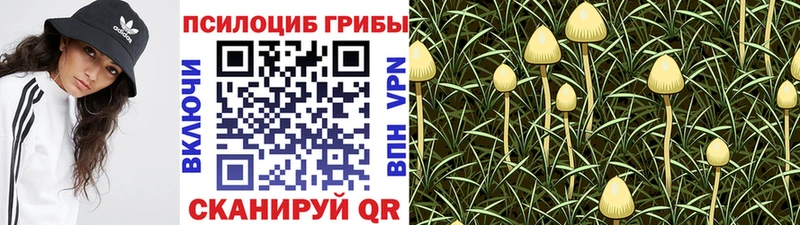 Галлюциногенные грибы Psilocybe  где купить наркоту  OMG ССЫЛКА  Ставрополь 