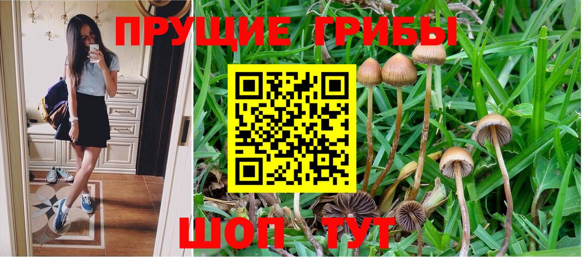 Псилоцибиновые грибы GOLDEN TEACHER  Вход с VPN  Галлюциногенные грибы Cubensis  Ставрополь 